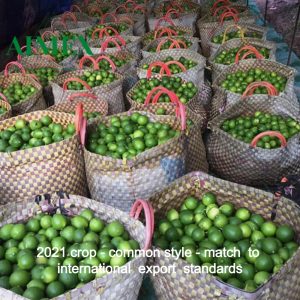high-quality-seedless-lime