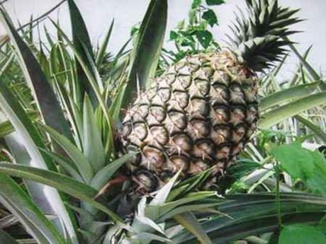 Cayene pineapple 