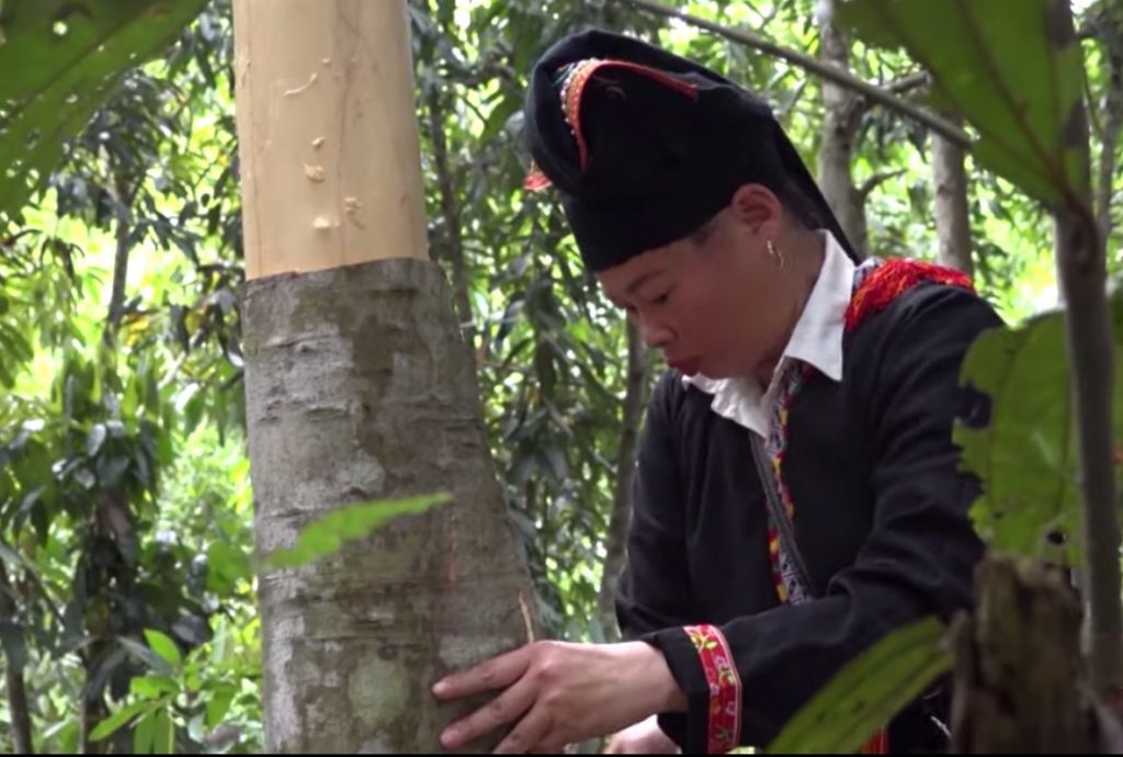 vietnamese-cinnamon-tree-grown-by-dao-people